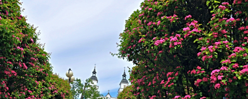 Pielgrzymka do Sokółki-11.05.2024 (Sokółka, Wasilków, Białystok)